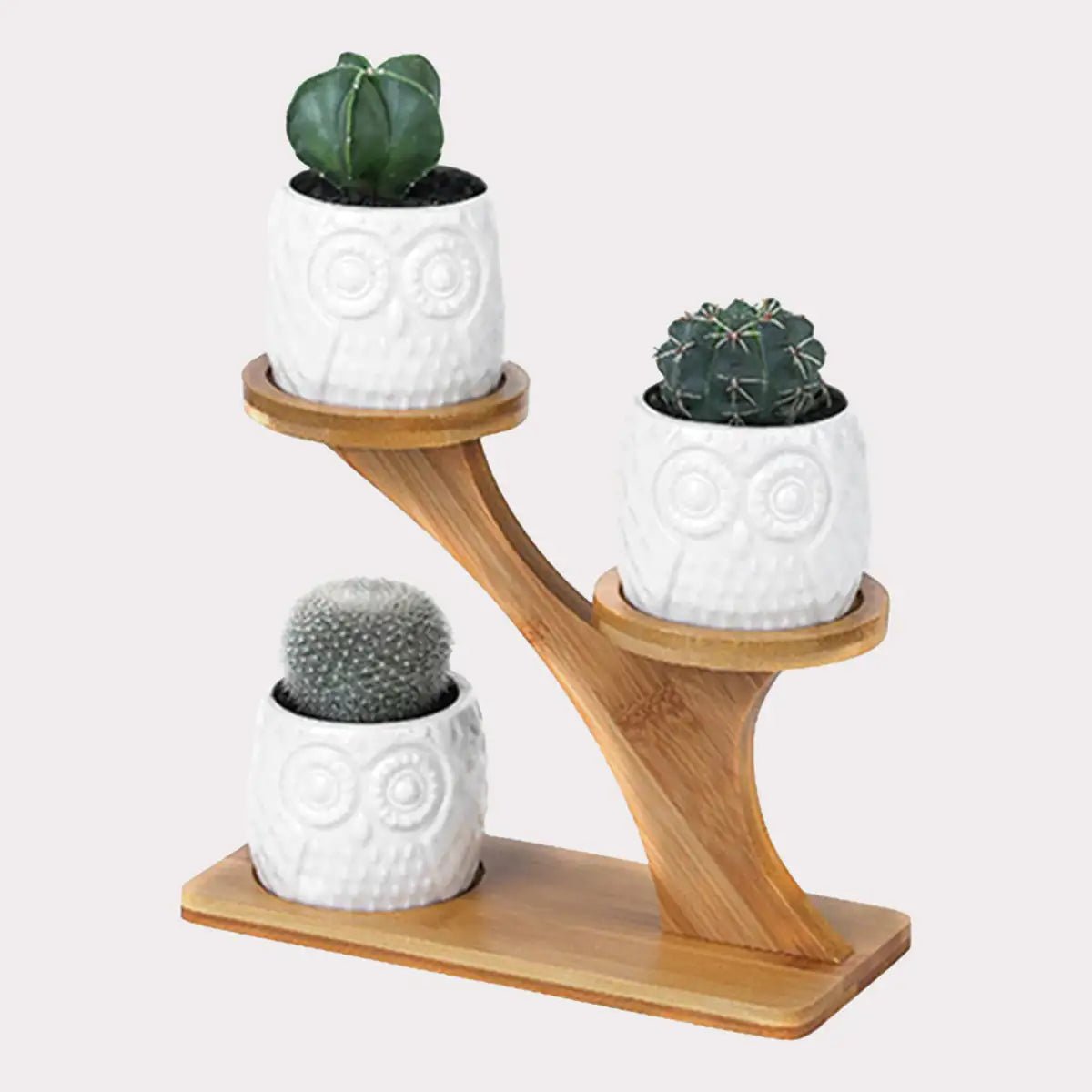 🌿 Succulent Pots with Bamboo Shelf – Stylish & Eco - Friendly Plant Display - Modern