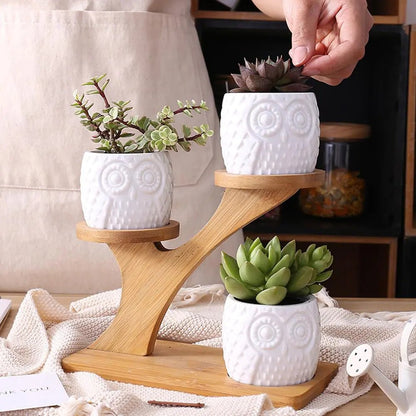 🌿 Succulent Pots with Bamboo Shelf – Stylish & Eco - Friendly Plant Display - Modern